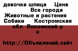 девочка шпица  › Цена ­ 40 000 - Все города Животные и растения » Собаки   . Костромская обл.,Вохомский р-н